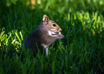 Eastern Gray Squirrel finding something good to eat!