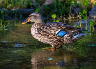 Mottled Duck in shallow water!