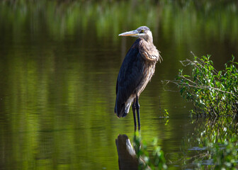 Great Blue Heron wading in a shallow pond along the Shadow Creek Ranch Nature Trail in Pearland, Texas!