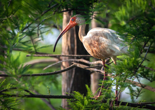 Juvenile White Ibis On A Tree Branch At The James B Harrison Foundation, Long Point Ranch!