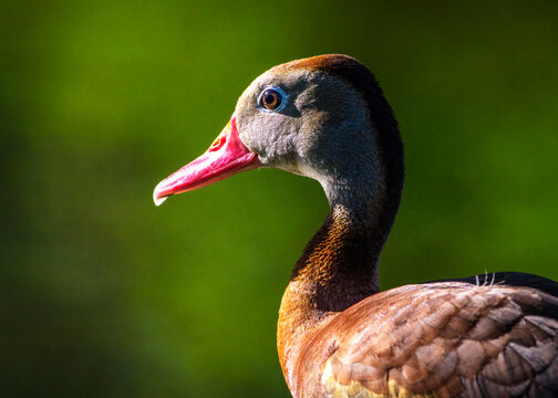 Black-bellied Whistling-Duck posing for a portrait!