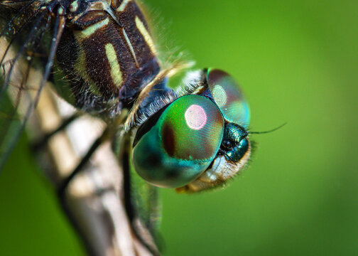 Blue Dasher
