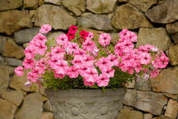 Pink garden petunias, flowers in a pot.