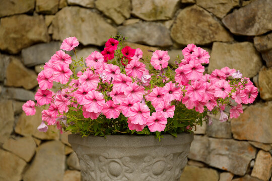 Pink garden petunias, flowers in a pot.