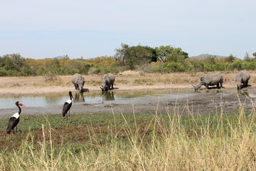 Breitmaulnashorn und Sattelstorch / Square-lipped rhinoceros and Saddle-billed stork /...