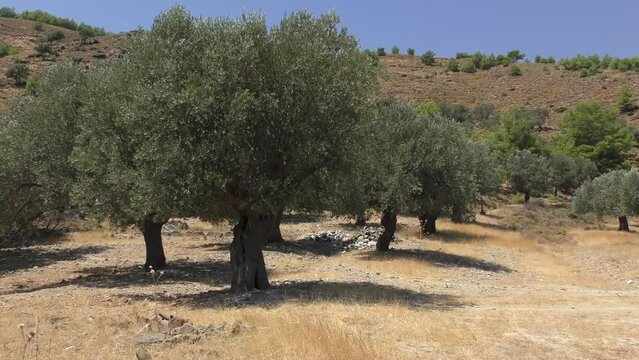 Olive grove in the background of a mountain landscape, slow zoom. Europe, Greece.