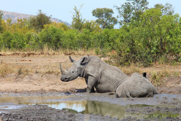 Fototapeta premium Breitmaulnashorn / Square-lipped rhinoceros / Ceratotherium simum