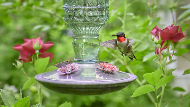 Ruby throated hummingbird at antique glass feeder