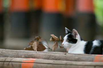 京都 伏見稲荷大社の森にに暮らす可愛らしい野生の子猫