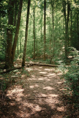 Obraz premium A dirt path in lush green woods with sunlight patches shining on the ground.