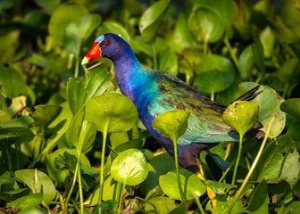 Purple Gallinule hunting in the weeds! James B Harrison Foundation Long Point Ranch!