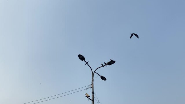 Birds sat on a lamppost, black bird flying away in the blue sky. Retro Low angle shot with copy space