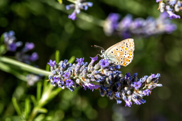 butterfly in flowers