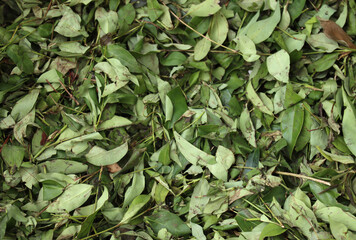 leaves and branches of cut hedge-