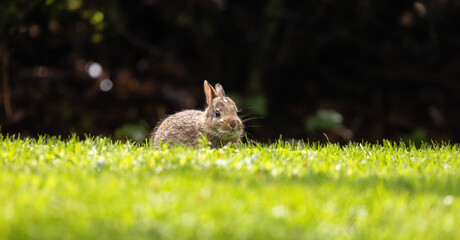Wild Baby Rabbit sitting and eating on green grass. Sunny Spring Day.