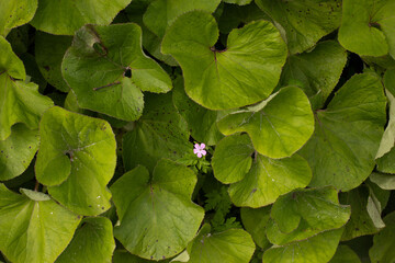 Single flower blooming amidst wide green leaves