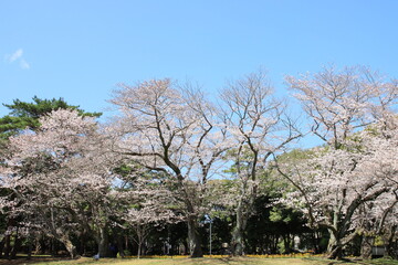 春の公園