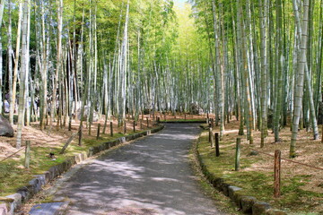 公園の竹林