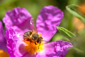 Zistrosen-Blüte mit Biene