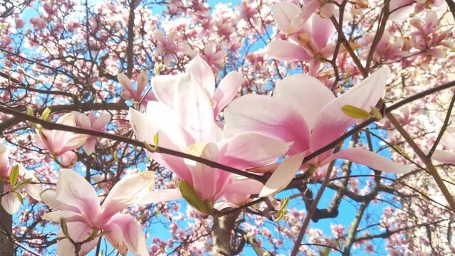 Flowering branches of rhododendron in the park in the spring on a sunny day