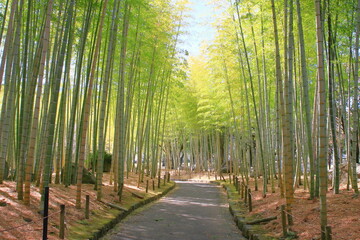 Fototapeta na wymiar 公園の竹林