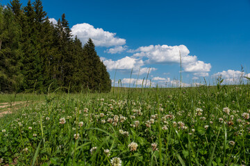Beautiful Czech meadow landscape in hot summer with fresh green grass and puffy white clouds
