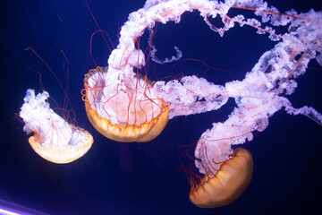 Jellyfish in an aquarium 