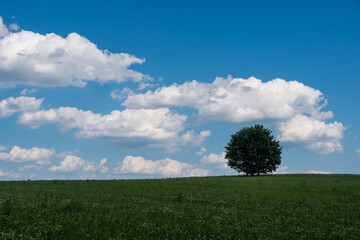 Beautiful Czech meadow landscape in hot summer with fresh green grass and puffy white clouds