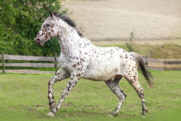 Portrait of a knabstrup horse galloping on a pasture in summer outdoors