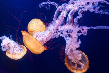 Jellyfish in an aquarium 