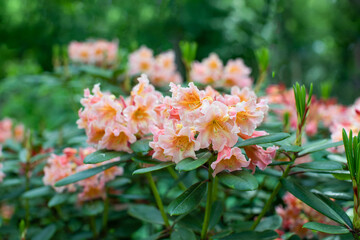 łososiowy rododendron w ogrodzie, rhododendron	 - obrazy, fototapety, plakaty