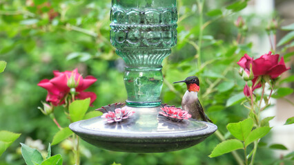 Ruby throated hummingbird at glass feeder among roses © CoreyOHara