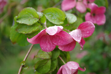 Fototapeta premium Tacoma Washington Flower Garden