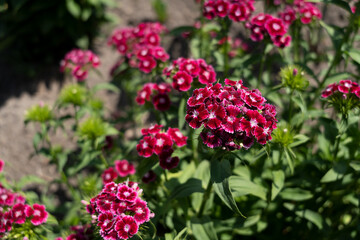 bright pink flowers. beautiful blooming flowers in the garden