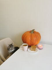 Autumn composition with pumpkin, tea, honey cake and candle. Cozy white kitchen interior with a cat.