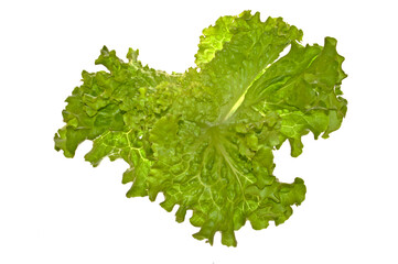 green salad isolated on white background