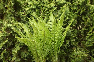 Beautiful fern leaf texture in nature. Natural background Close up. plants in forest flora