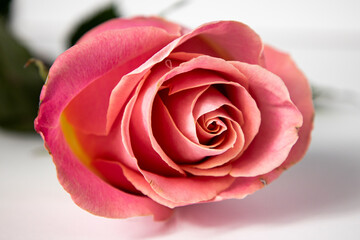 Beautiful blooming single pink rose on a white background close-up.