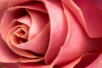 Obraz na płótnie Canvas Beautiful blooming pink rose close-up. Can be used as background.