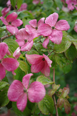 Tacoma Washington Flower Garden