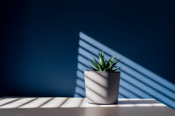 Green succulent in concrete plant pot with decorative shadows on a blue wall and table surface in home interior. Game of shadows on a wall from window at the sunny day. Graphic minimalist background. - Powered by Adobe