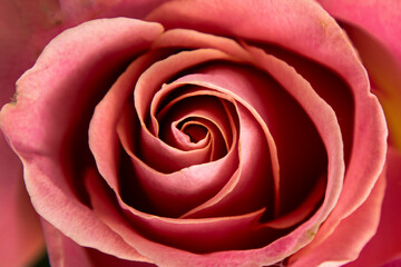 Fototapeta na wymiar Beautiful blooming pink rose close-up. Can be used as background.