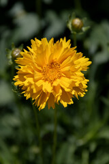 Coreopsis flower