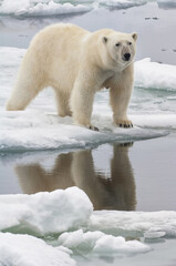 Fototapeta na wymiar Female Polar bear (Ursus maritimus) reflecting in the water, Svalbard Archipelago, Barents Sea, Norway