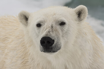 Female Polar bear (Ursus maritimus) portrait, Svalbard Archipelago, Barents Sea, Norway