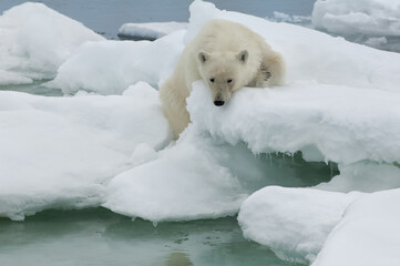 Polar bear (Ursus maritimus) on an ice floe, Svalbard Archipelago, Barents Sea, Norway © MC Photos