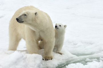 Naklejka na ściany i meble Female polar bear (Ursus maritimus) and cub, Svalbard Archipelago, Barents Sea, Norway
