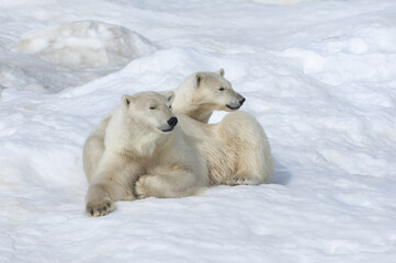 Obraz na płótnie Canvas Mother polar bear with a two years old cub (Ursus Maritimus), Wrangel Island, Chuckchi Sea, Russian Far East, Asia