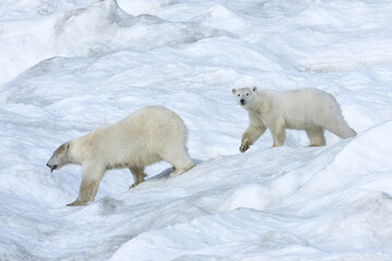 Mother polar bear with a two years old cub (Ursus Maritimus) walking on the ice, Wrangel Island, Chuckchi Sea, Russian Far East, Asia