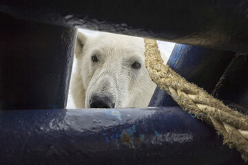 Polar Bear (Ursus maritimus) looking through an opening in ship's deck, Svalbard Archipelago, Norway